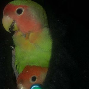 Meet your Posher, Elena